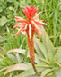 flower in nature